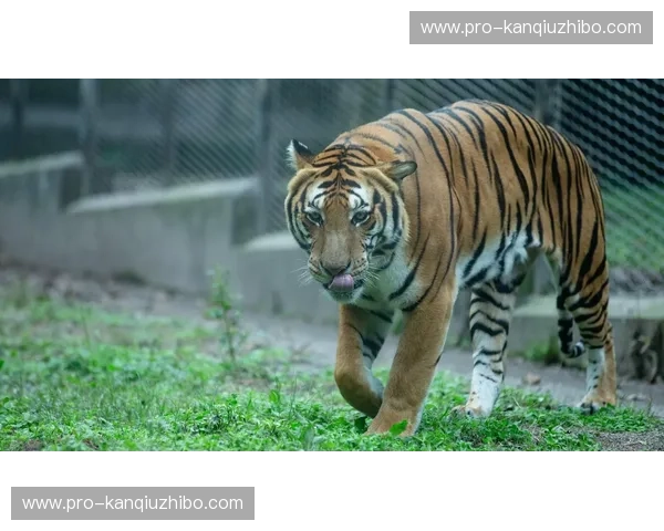 老虎VS平庸：在这个丛林法则的时代，你是否藏着一颗百兽之王的心？